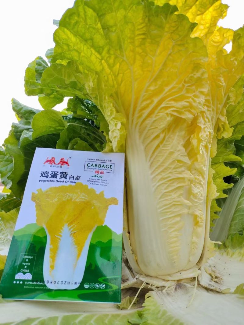 徐科鸡蛋黄白菜种子黄芯大白菜叶球花心狮头白菜种籽秋季耐寒