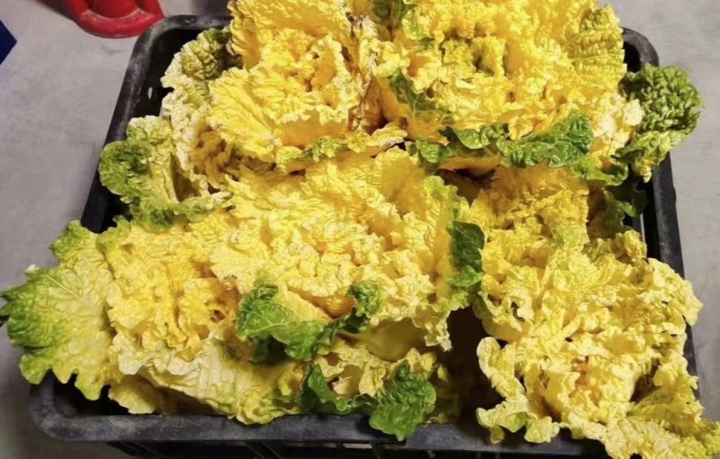 徐科鸡蛋黄白菜种子黄芯大白菜叶球花心狮头白菜种籽秋季耐寒