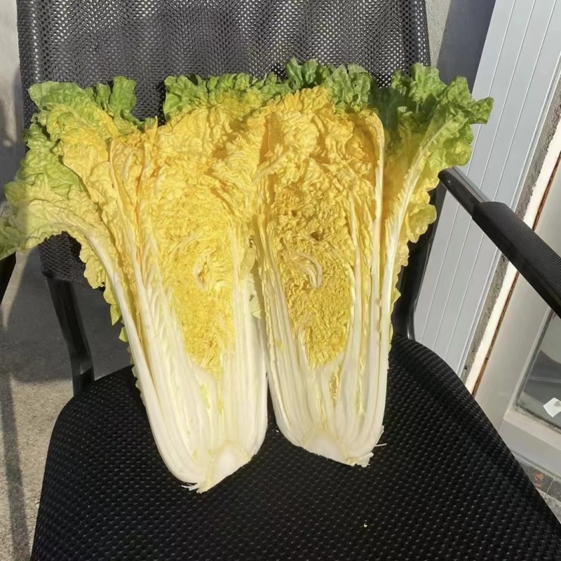 徐科鸡蛋黄白菜种子黄芯大白菜叶球花心狮头白菜种籽秋季耐寒