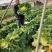 徐科鸡蛋黄白菜种子黄芯大白菜叶球花心狮头白菜种籽秋季耐寒