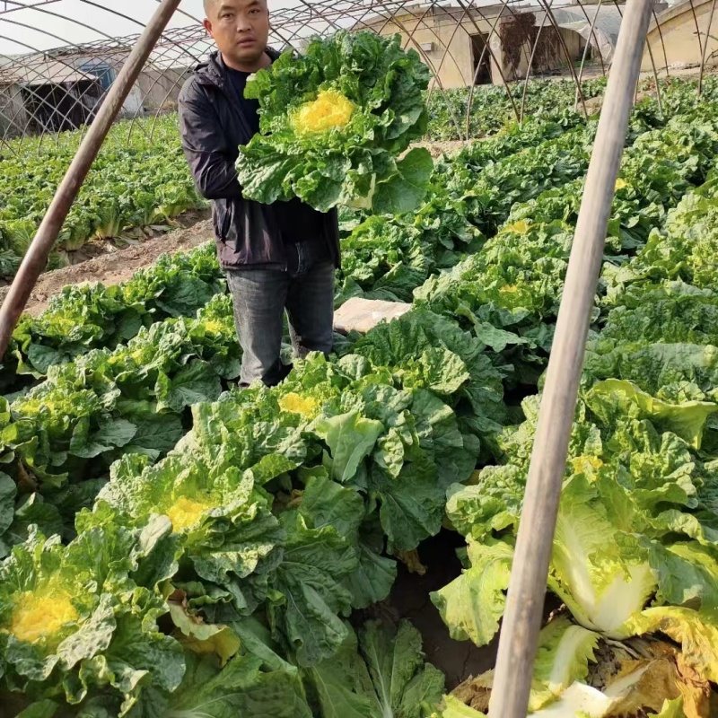 徐科鸡蛋黄白菜种子黄芯大白菜叶球花心狮头白菜种籽秋季耐寒