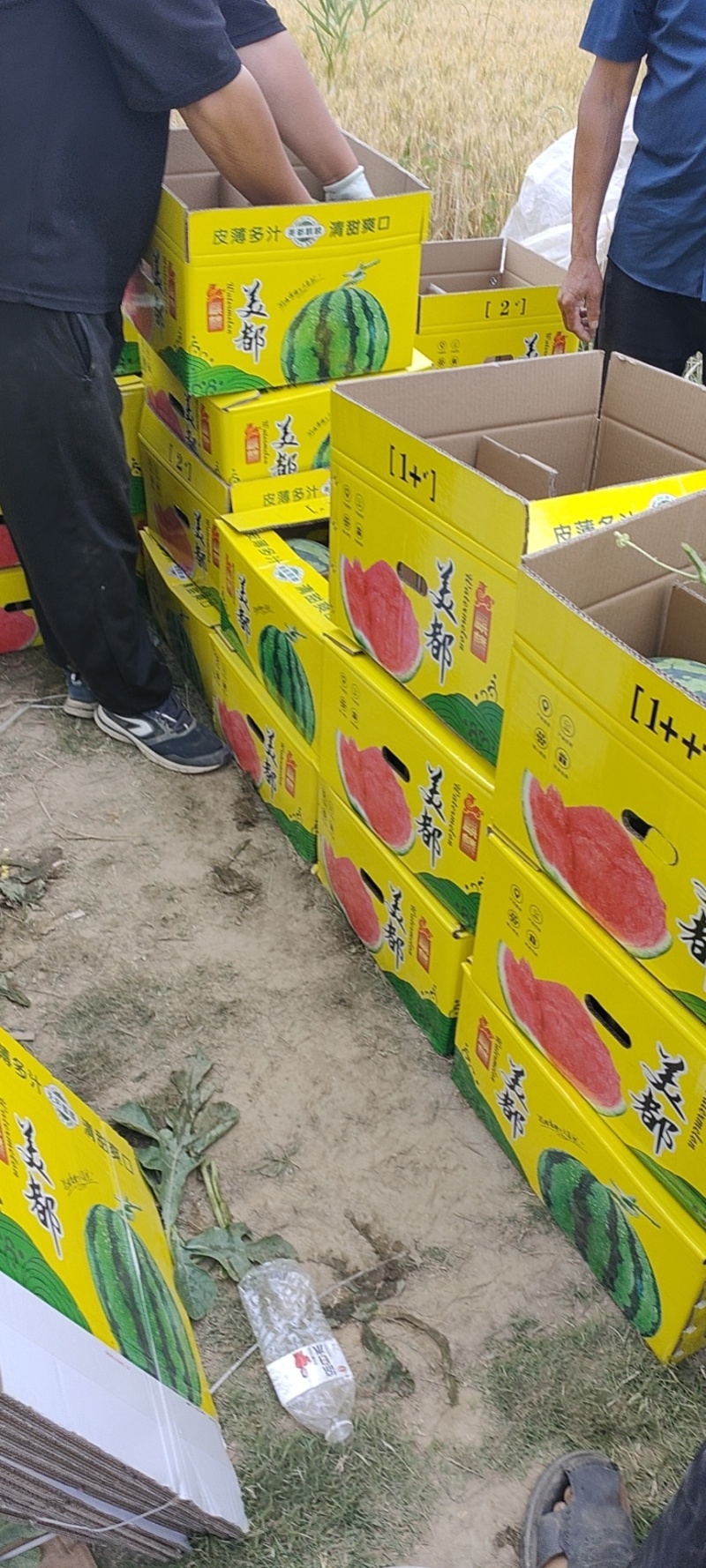 精品美都西瓜产地货源充足保熟保甜全国发货欢迎电话联系