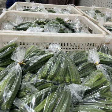 海门精品秋葵小包装泡沫箱冷库预冷发货供商超电商平台