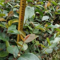 直生油茶苗30公分