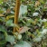 直生油茶苗30公分