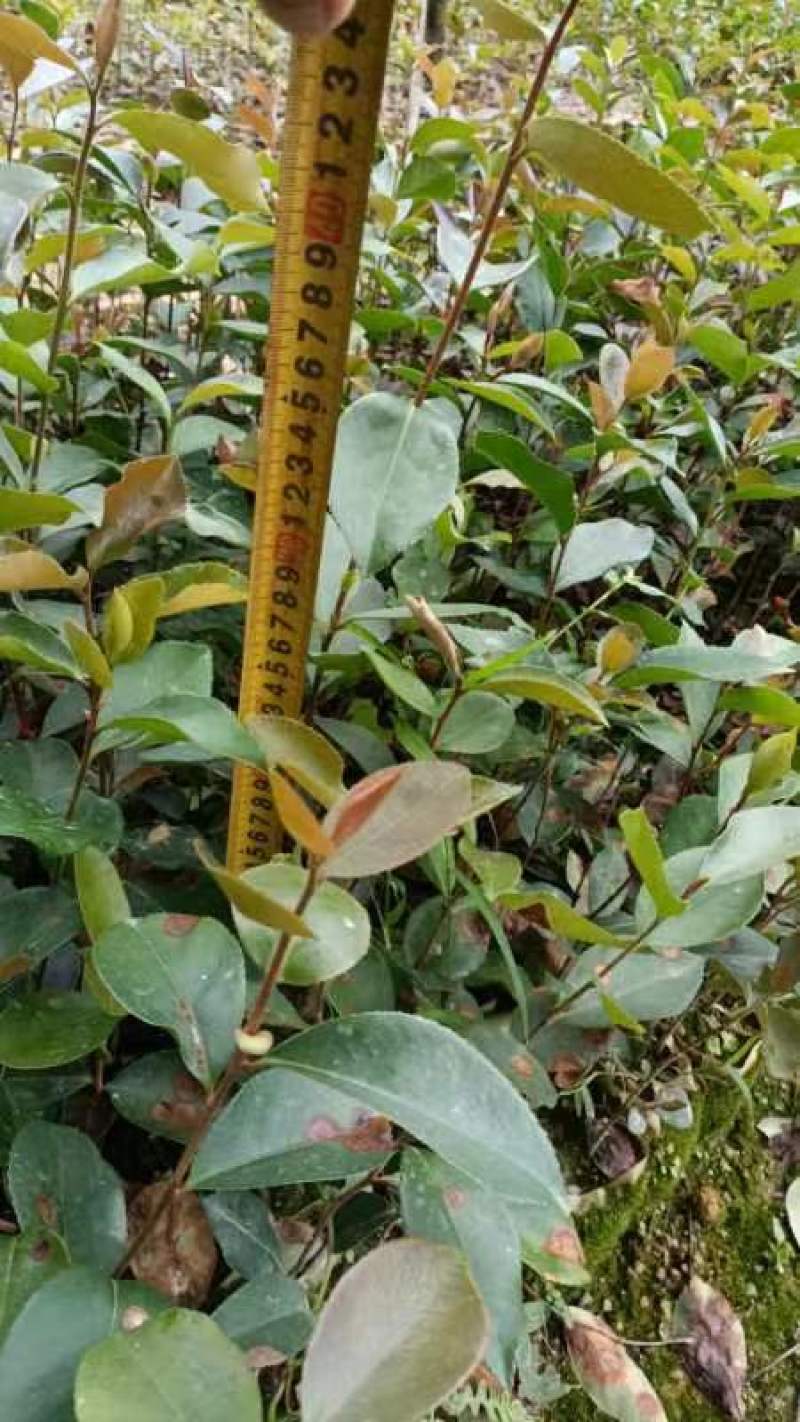 直生油茶苗30公分