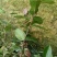 直生油茶苗30公分