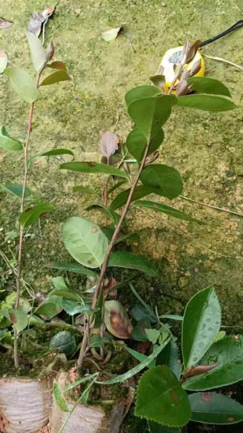 直生油茶苗30公分