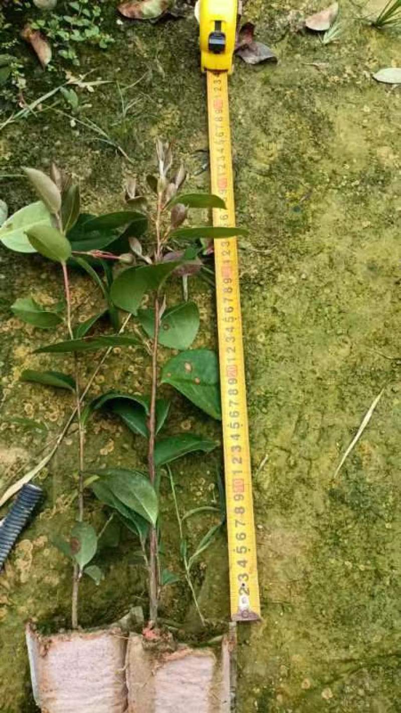 直生油茶苗30公分