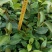 直生油茶苗30公分