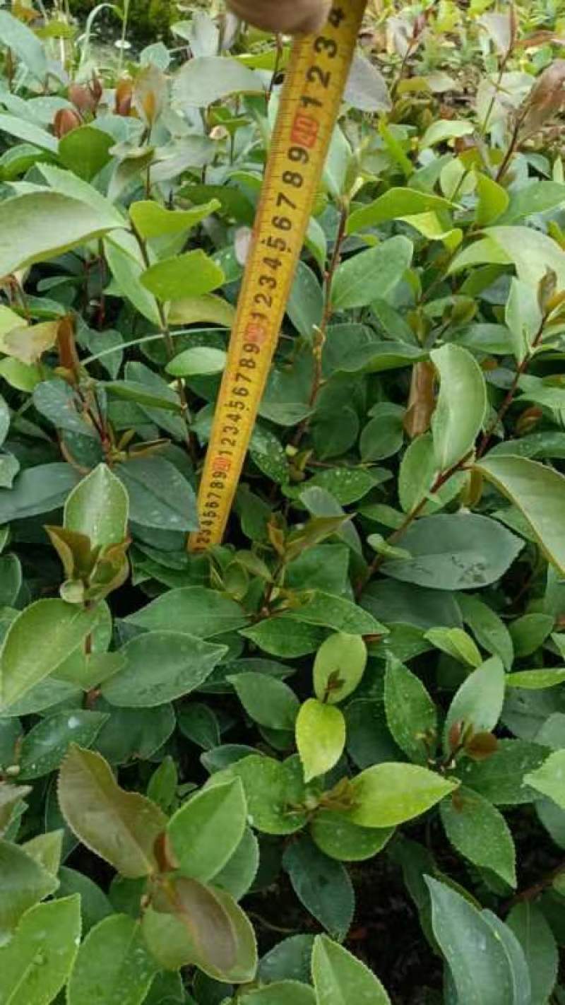直生油茶苗30公分