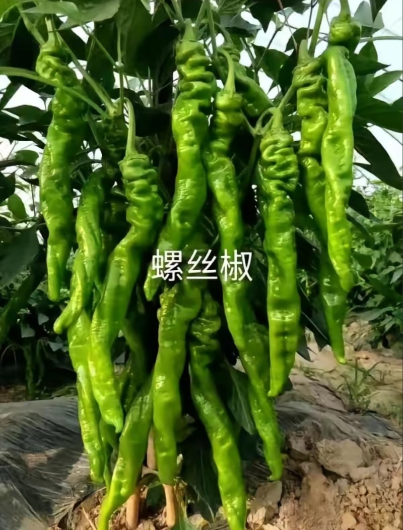 大果尖椒苗太妃一号黄绿皮尖椒产量高抗病能力强山东寿光基地