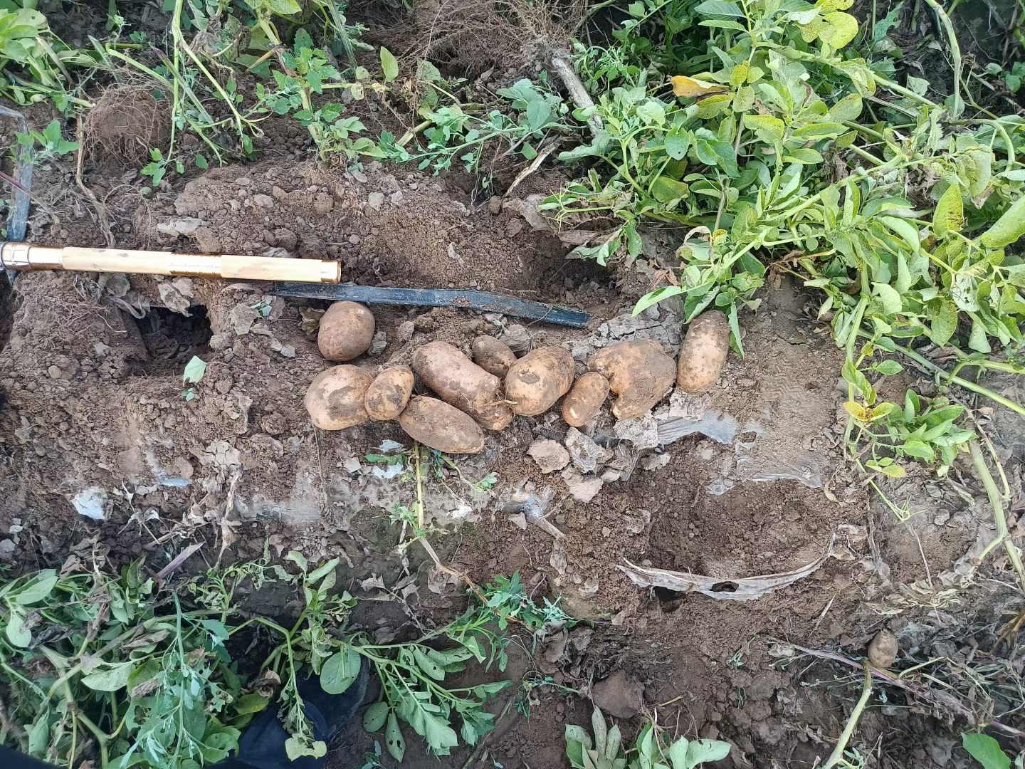 土豆储藏前后对比图