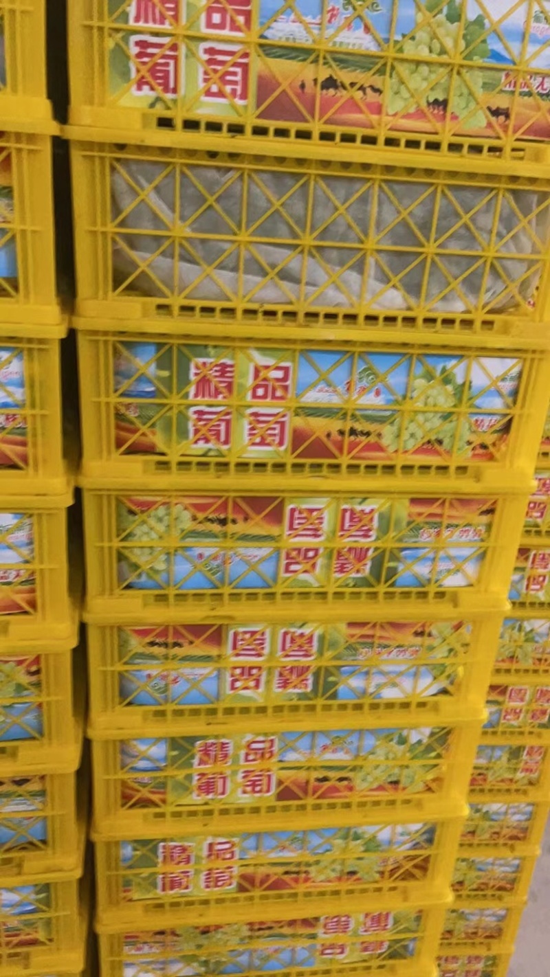 【精品无核白】新疆葡萄大量供应一手货源全国发货