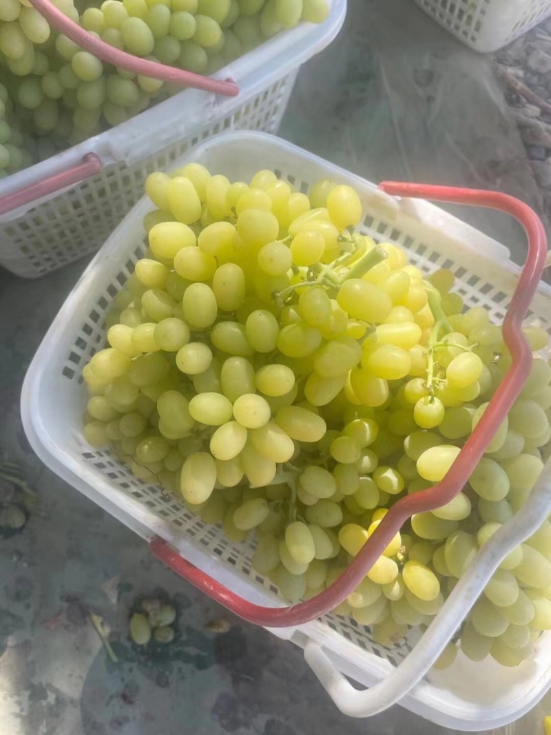 【精品无核白】新疆葡萄大量供应一手货源全国发货