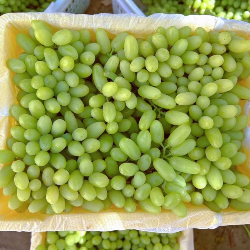 【诚信商家】新疆无核白葡萄甜度高质量好价格实惠欢迎