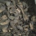 肉苁蓉硬大芸片地道药材万信药业产地直销