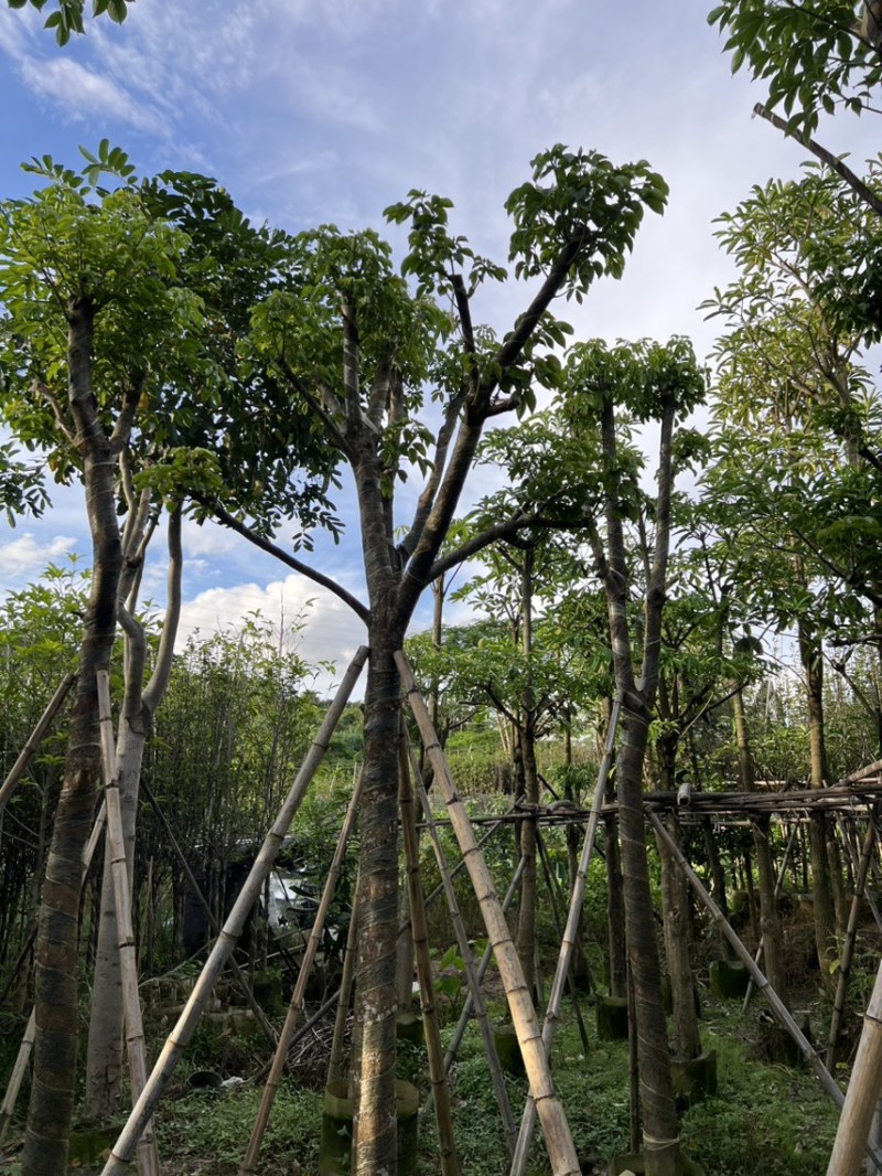 秋枫
