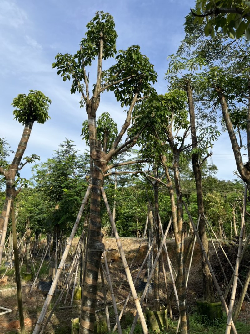 秋枫