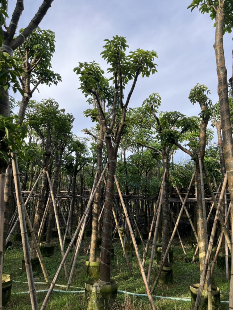 秋枫