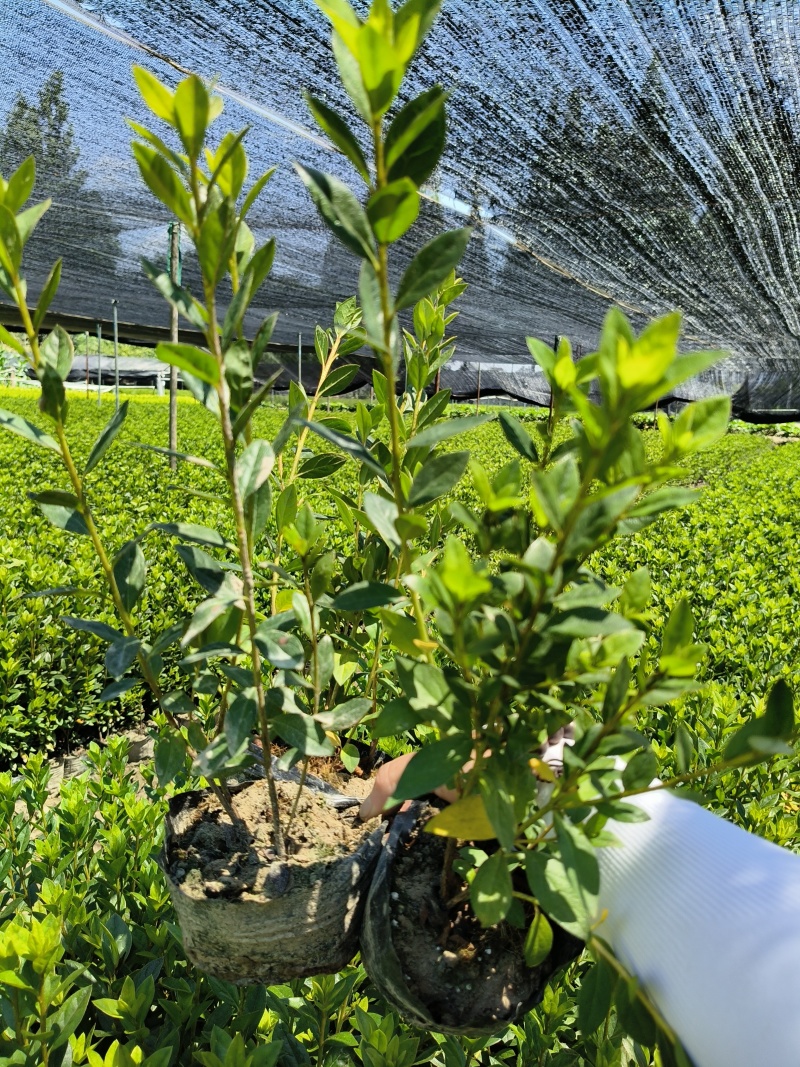 杜鹃(春鹃)大杯量大，价优，欢迎来一亩田采购。