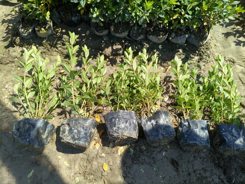 杜鹃(春鹃)大杯量大，价优，欢迎来一亩田采购。