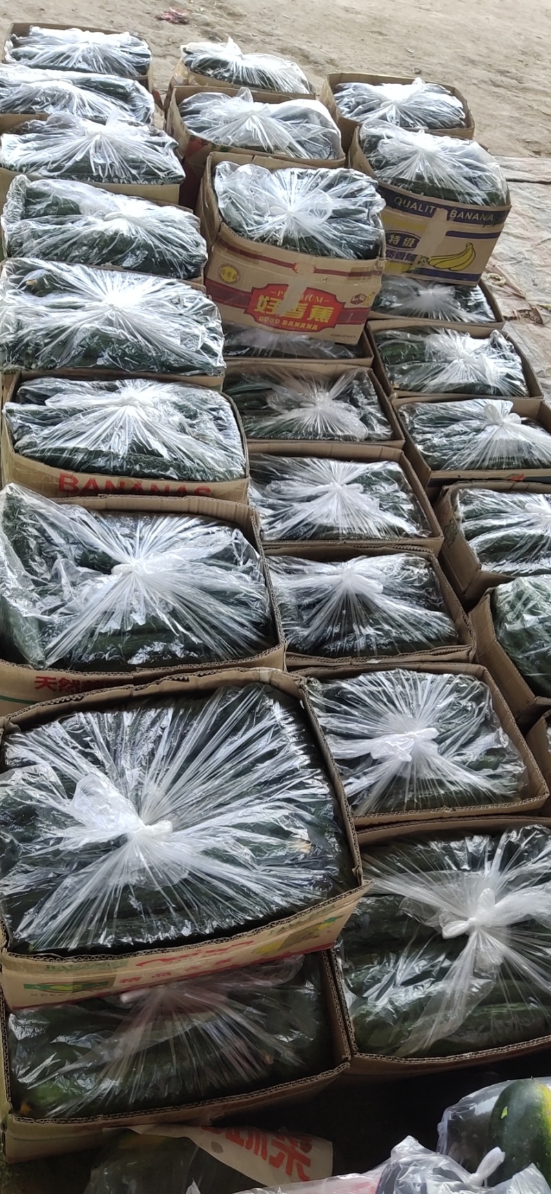 大棚密刺黄瓜，基地大量供应，产地直发