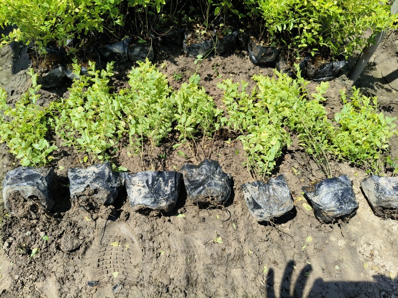 亮晶女贞大杯，基地直销量大价优，起挖欢迎来一亩田订购。