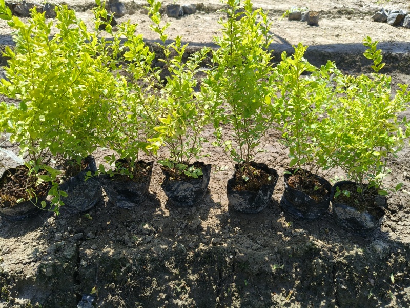 亮晶女贞大杯，基地直销量大价优，起挖欢迎来一亩田订购。
