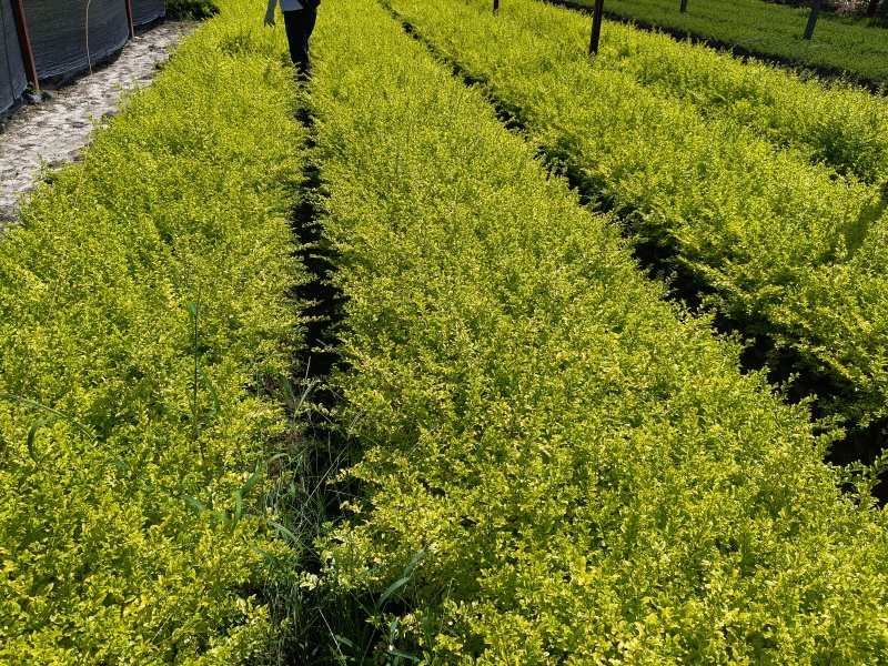 亮晶女贞大杯，基地直销量大价优，起挖欢迎来一亩田订购。