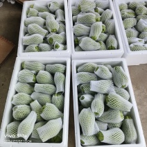 精品佛手瓜…种植基地直摘