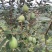 菲油果八年结果树