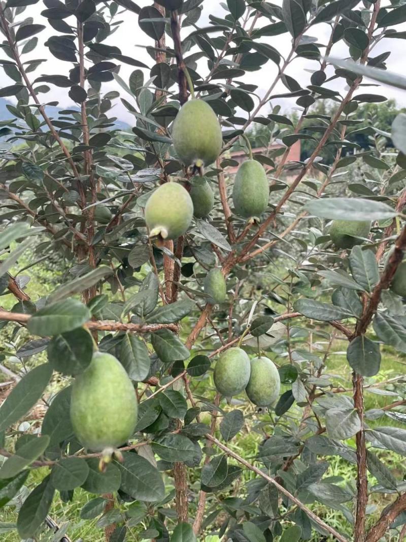 菲油果八年结果树