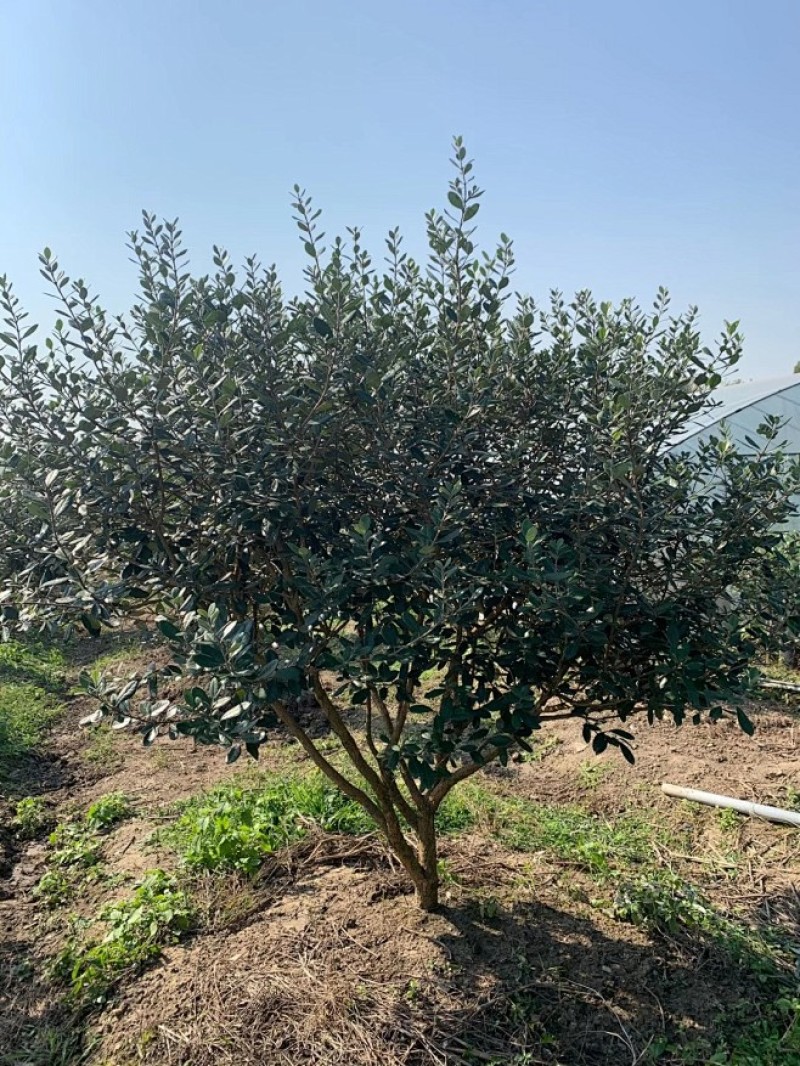菲油果八年结果树