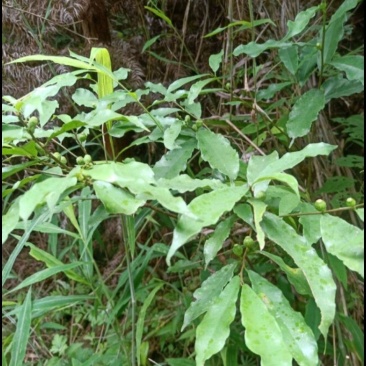 野生白花牛奶根质量保证量大从优欢迎咨询