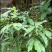 野生白花牛奶根质量保证量大从优欢迎咨询
