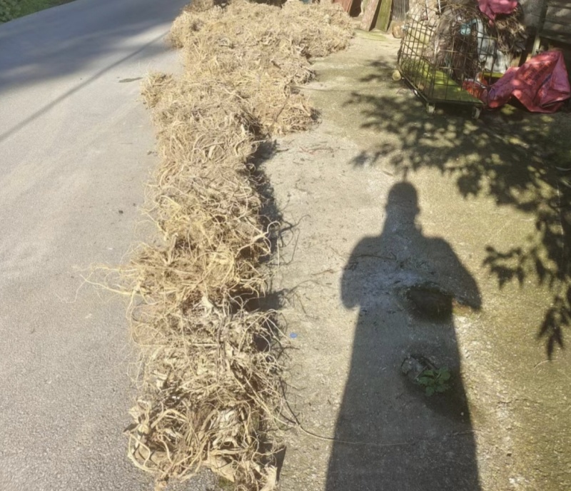 野生白花牛奶根质量保证量大从优欢迎咨询