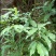 野生白花牛奶根质量保证量大从优欢迎咨询