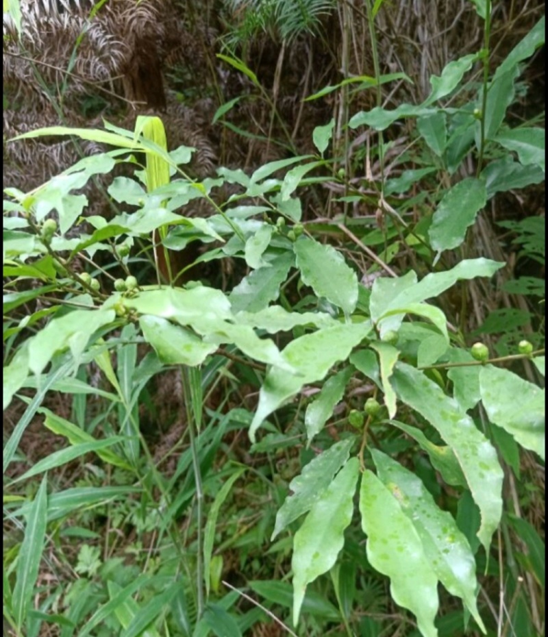 野生白花牛奶根质量保证量大从优欢迎咨询