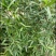 野生白花牛奶根质量保证量大从优欢迎咨询