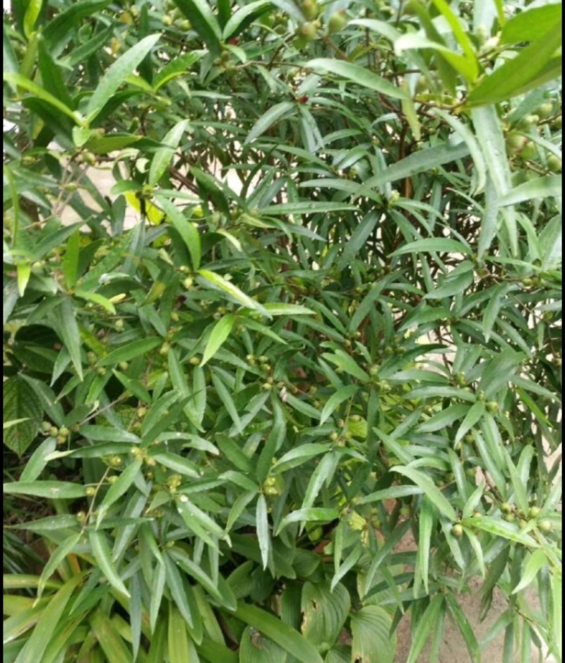 野生白花牛奶根质量保证量大从优欢迎咨询