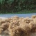 野生白花牛奶根质量保证量大从优欢迎咨询
