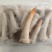 红头蚌，口感和鲜货没有区别！直接刺身！纯蚌头，两斤装！