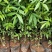 花椒苗大红袍狮子头黄盖凤椒嫁接无刺花椒树苗