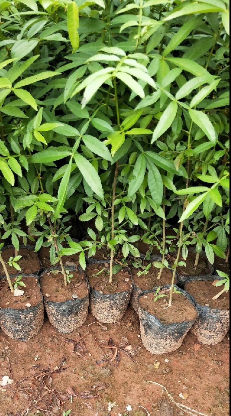 花椒苗大红袍狮子头黄盖凤椒嫁接无刺花椒树苗