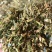 牧草青储料