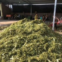 牧草青储料