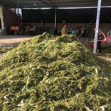 牧草青储料