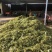 牧草青储料