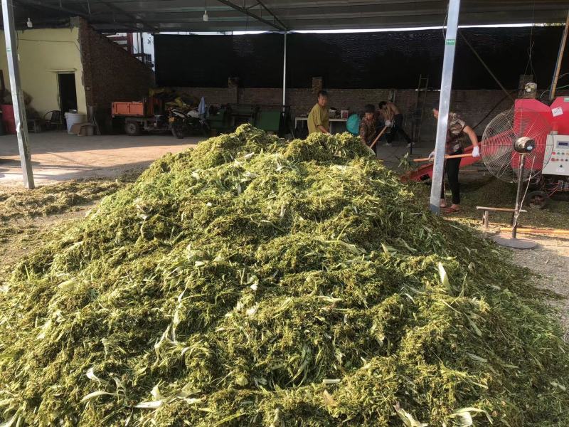 牧草青储料